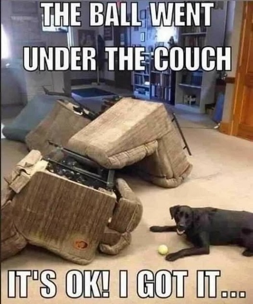 dog ball couch.jpg